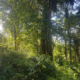 Trillion Trees Pledge